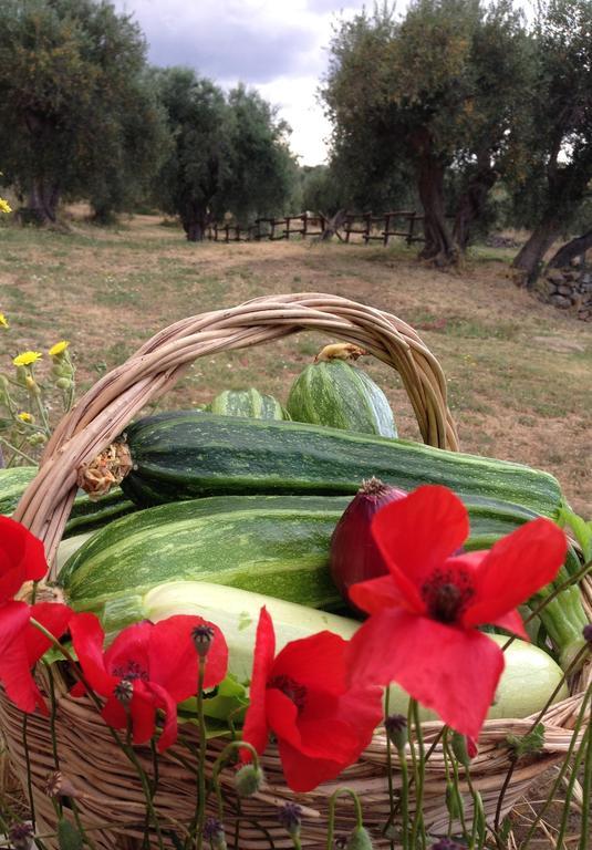 Agriturismo Prati Degli Orti モンティアーノ エクステリア 写真
