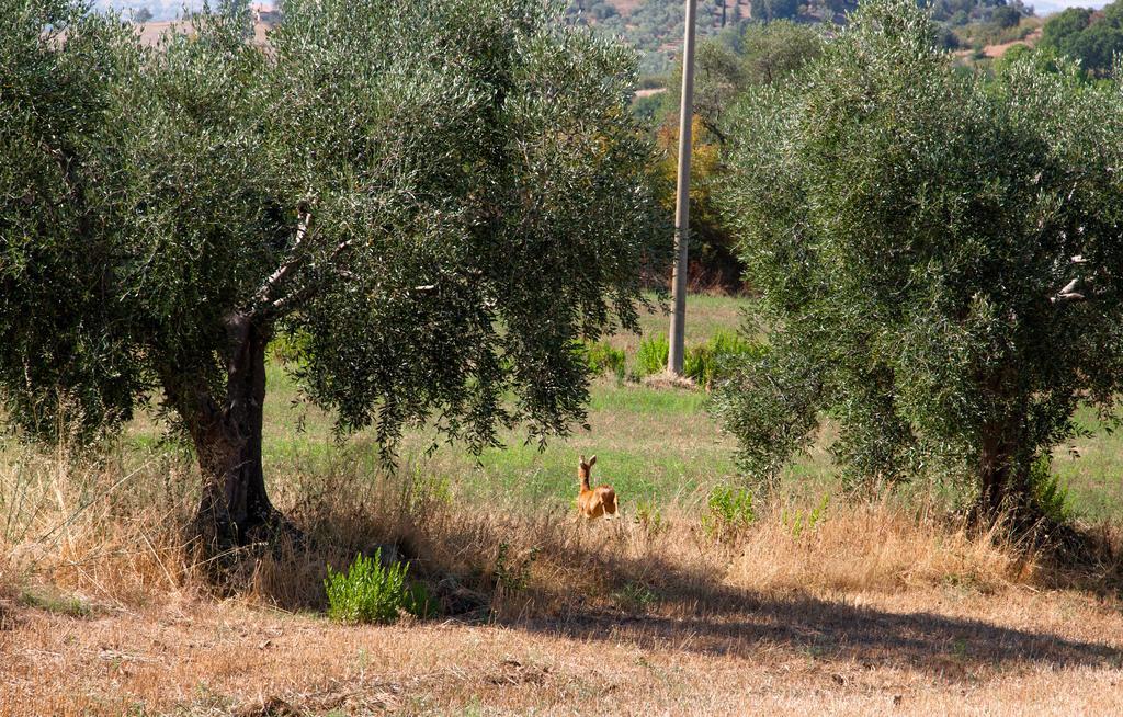 Agriturismo Prati Degli Orti モンティアーノ エクステリア 写真
