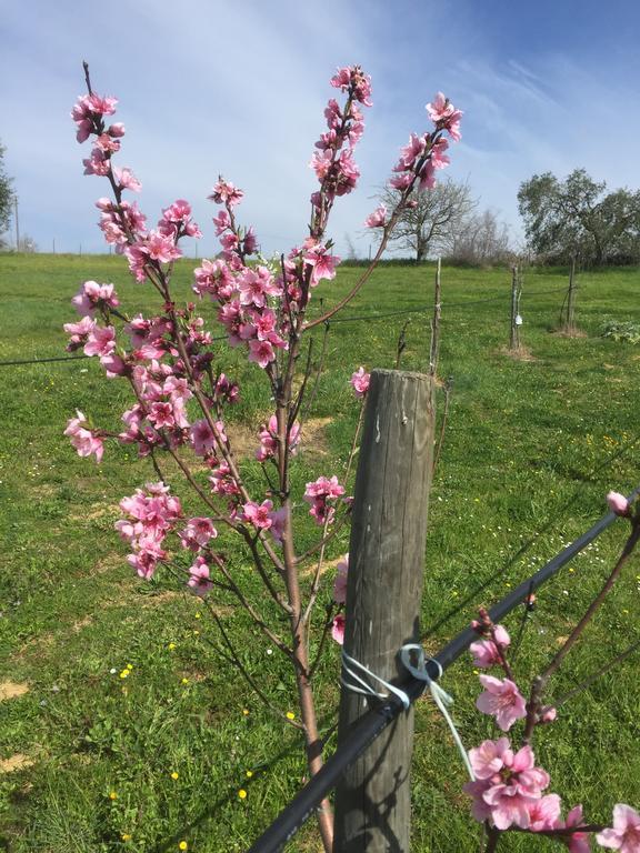 Agriturismo Prati Degli Orti モンティアーノ エクステリア 写真