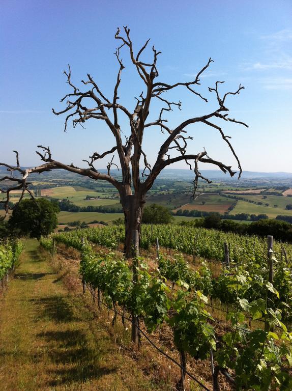 Agriturismo Prati Degli Orti モンティアーノ エクステリア 写真
