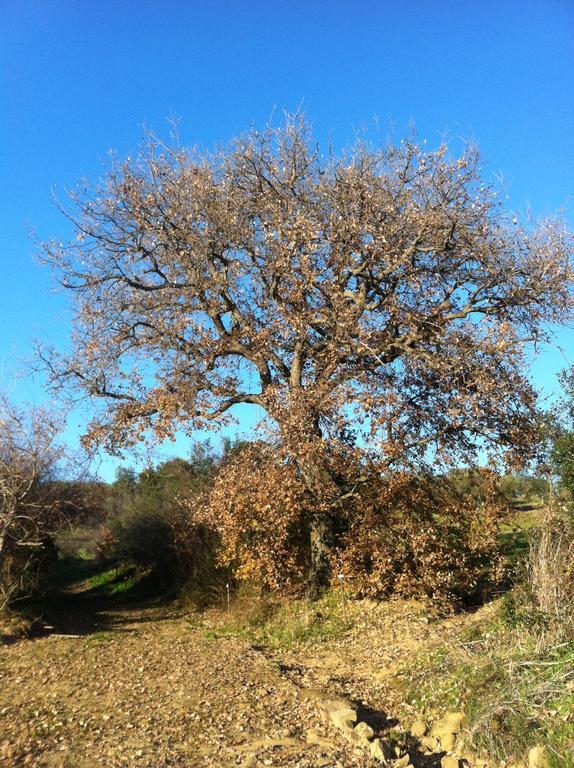 Agriturismo Prati Degli Orti モンティアーノ エクステリア 写真